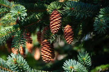 Bumper crop of pine cones this year in Windsor NY