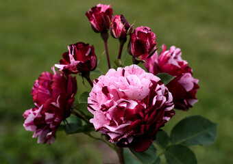 beautiful flowers in nature in the botanical garden