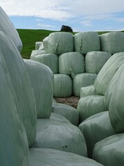 Fototapeta premium In Folie eingewickelte Strohballen auf Halde