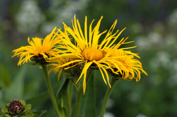 beautiful flowers in nature in the botanical garden