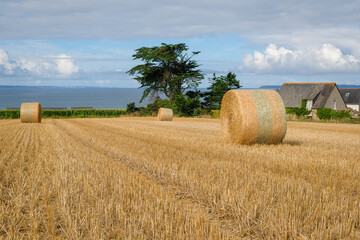 Rouleaux de paille