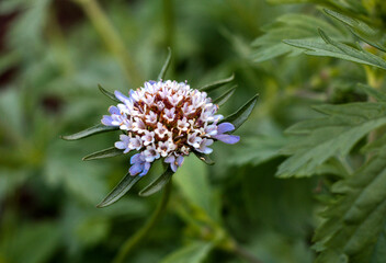 beautiful flowers in nature in the botanical garden