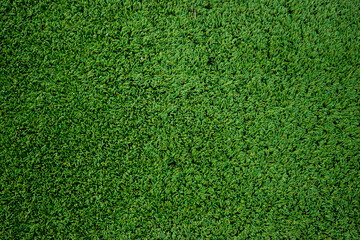 Obraz premium green lawn