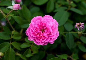 beautiful flowers in nature in the botanical garden