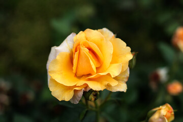 beautiful flowers in nature in the botanical garden