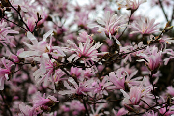 beautiful flowers in nature in the botanical garden