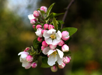 Obraz premium beautiful flowers in nature in the botanical garden