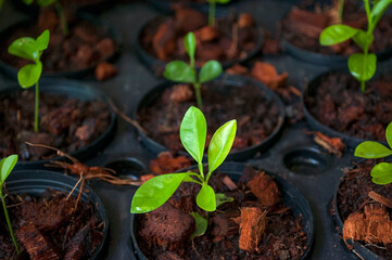 young green plant.A sapling of an orange tree growing in the nursery
