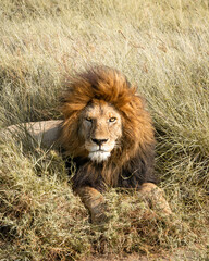 Fototapeta na wymiar Löwe im Serengeti Park, Tansania