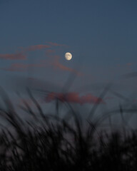 Waxing Moon over a field