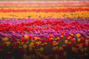 Colourful field of tulips