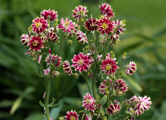 beautiful flowers in nature in the botanical garden