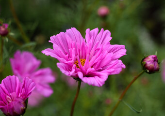 Obraz premium beautiful flowers in nature in the botanical garden