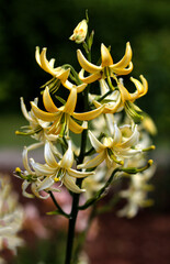 Fototapeta premium beautiful flowers in nature in the botanical garden
