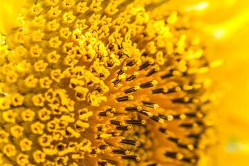 close up of yellow flower