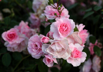 beautiful flowers in nature in the botanical garden