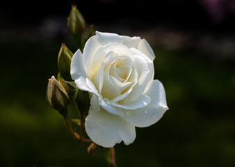 beautiful flowers in nature in the botanical garden