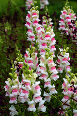 beautiful flowers in nature in the botanical garden