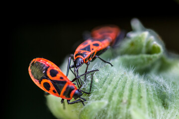 red bug on a green leaf