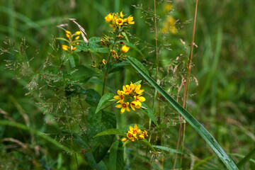 beautiful flowers in nature in the botanical garden