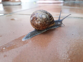 snail on the road