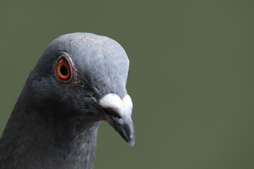 Close up photo of pigeon