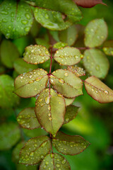 Dew drops on a green leaf