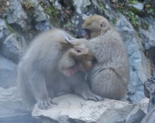 地獄谷野猿公園の猿の親子。子が親ののみ取りをしている。2018年11月