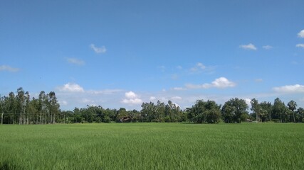 Obraz premium green field and blue sky