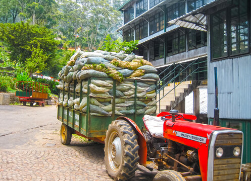 Nuvara Eliya, Sri Lanla - May 03, 2009: The bags with tea leaf crop on Mackwoods Limited PVT factory