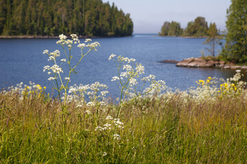 Fototapeta na wymiar Blooming forbs on the shore of the lake.