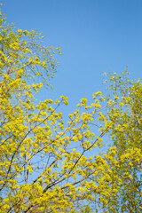 yellow maple leaves against blue sky
