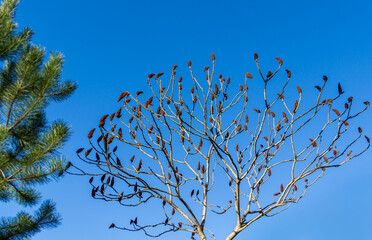 Rhus typhina (Staghorn sumac, Anacardiaceae) tree. Red fluffy fruits on gray branches on blue sky background. Fresh wallpaper nature concept. Place for your text