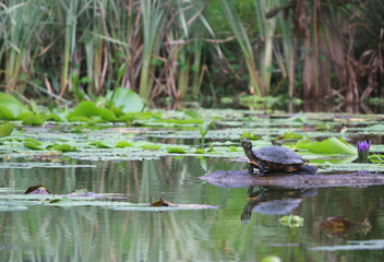 Baby turtle alone in the pond with nature leaves background
