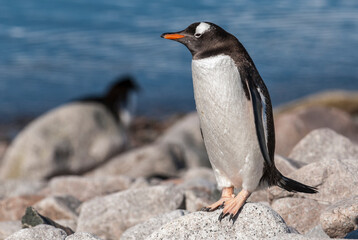 Naklejka premium Gentoo Penguin,on an antarctic beach, Neko harbour,Antartica