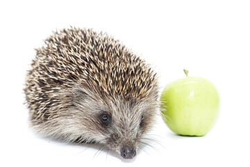 hedgehog and Apple