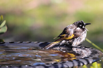 New Holland Honeyeater (Phylidonyris novaehollandiae) at birdbath, South Australia