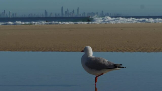 A Red-Billed Gull Standing On The Water - Surfer Surfing At The Beach In Snapper Rocks In The Background - Species Of Silver Gull In Gold Coast, Queensland - close up