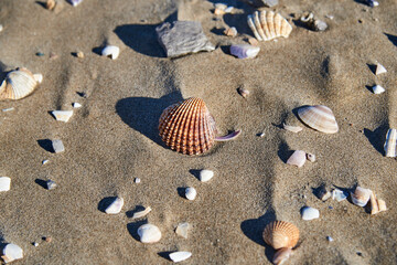 Herzmuschel und andere Teile von Muscheln im Sand am Strand