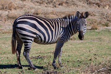 Ein Zebra schaut aufmerksam