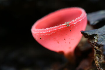Closeup Vibrant Color Red Cup Mushroom or Cookeina Sulcipes Found in the Rain Forest of Thailand