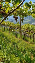 Fototapeta na wymiar Wein, Weinanbau, Südtirol