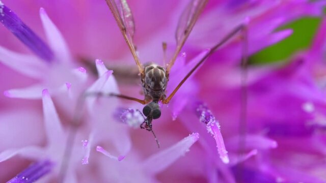 Macro view of Crane fly on the pink flower. Tipula maxima.