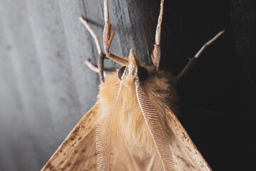 moth macro photo