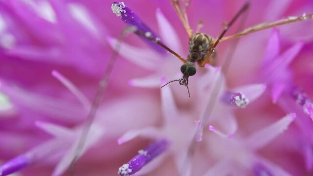 Macro view of Crane fly on the pink flower. Tipula maxima.