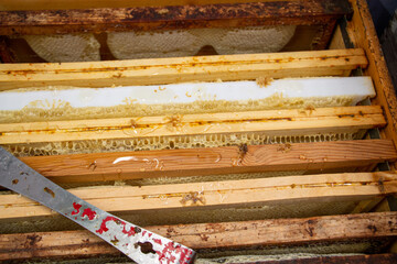 La récolte du miel chez un apiculteur