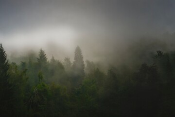 firs and mountain pines shrouded in the morning summer mist