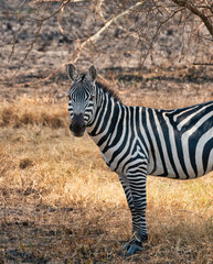 Zebra im Serengeti Nationalpark, Tansania.