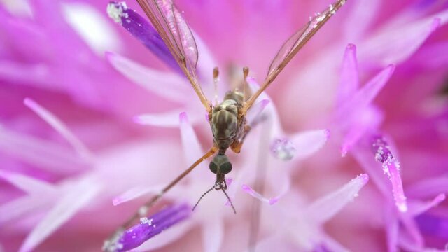 Macro view of Crane fly on the pink flower. Tipula maxima.