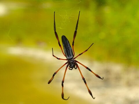 Close up on a huge palm spider on its web